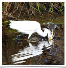 Snowy Egret - Splashing Snowy Egret - Splashing